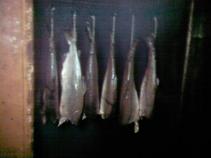 foto/forum/2011/th-img16452.jpg