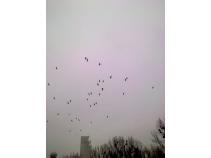 foto/forum/2011/th-img16504.jpg