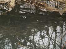 foto/forum/2011/th-img16806.jpg