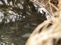 foto/forum/2011/th-img16808.jpg