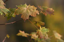 foto/forum/2011/th-img16874.jpg
