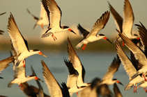 foto/forum/2011/th-img17098.jpg