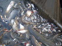 foto/forum/2011/th-img17112.jpg