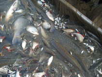 foto/forum/2011/th-img17113.jpg