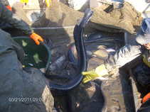 foto/forum/2011/th-img17115.jpg