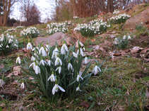 foto/forum/2011/th-img17121.jpg