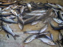 foto/forum/2011/th-img17146.jpg