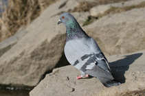 foto/forum/2011/th-img17154.jpg
