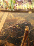foto/forum/2011/th-img17209.jpg