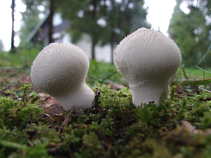 foto/forum/2011/th-img17210.jpg
