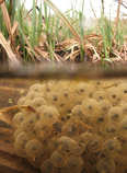 foto/forum/2011/th-img17213.jpg