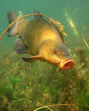 foto/forum/2011/th-img17214.jpg