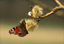 foto/forum/2011/th-img17216.jpg