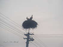 foto/forum/2011/th-img17221.jpg