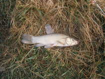 foto/forum/2011/th-img17227.jpg