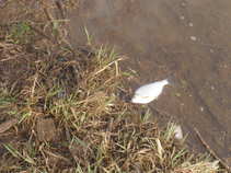 foto/forum/2011/th-img17231.jpg