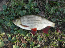 foto/forum/2011/th-img17236.jpg