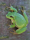 foto/forum/2011/th-img17239.jpg