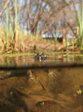 foto/forum/2011/th-img17242.jpg