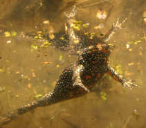 foto/forum/2011/th-img17244.jpg