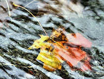 foto/forum/2011/th-img17255.jpg