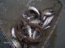 foto/forum/2011/th-img17264.jpg
