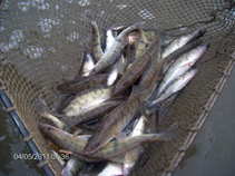 foto/forum/2011/th-img17265.jpg