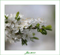foto/forum/2011/th-img17309.jpg