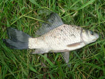 foto/forum/2011/th-img17312.jpg