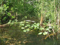 foto/forum/2011/th-img17322.jpg