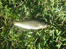 foto/forum/2011/th-img17325.jpg