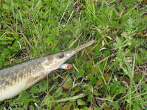 foto/forum/2011/th-img17330.jpg