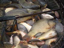foto/forum/2011/th-img17332.jpg