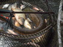 foto/forum/2011/th-img17334.jpg