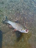 foto/forum/2011/th-img17339.jpg