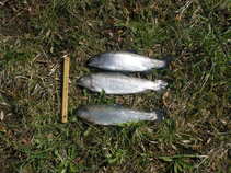 foto/forum/2011/th-img17352.jpg