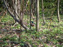foto/forum/2011/th-img17358.jpg
