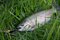 foto/forum/2011/th-img17359.jpg