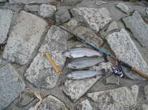 foto/forum/2011/th-img17366.jpg
