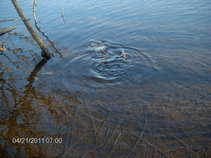 foto/forum/2011/th-img17393.jpg