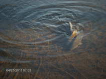 foto/forum/2011/th-img17394.jpg