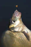 foto/forum/2011/th-img17409.jpg