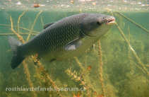 foto/forum/2011/th-img17423.jpg