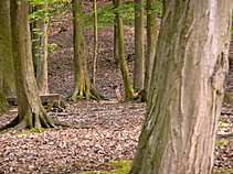 foto/forum/2011/th-img17430.jpg