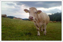 foto/forum/2011/th-img17434.jpg