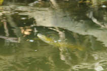 foto/forum/2011/th-img17464.jpg