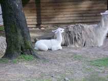 foto/forum/2011/th-img17495.jpg