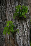 foto/forum/2011/th-img17538.jpg
