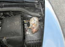 foto/forum/2011/th-img17544.jpg