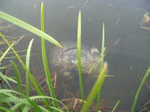 foto/forum/2011/th-img17565.jpg